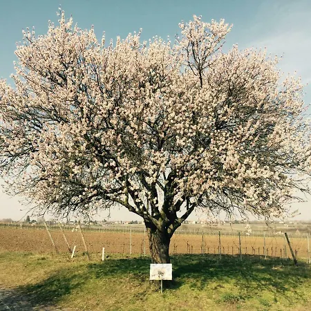 Im Paradiesgarten Daire Deidesheim
