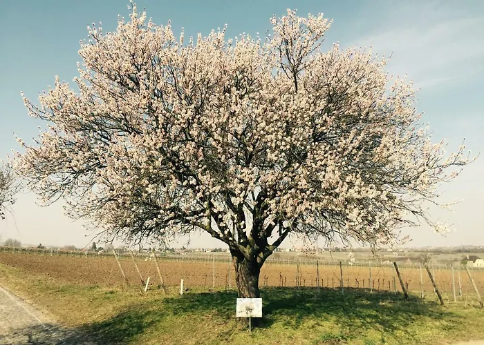 Im Paradiesgarten Apartment Deidesheim